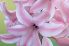 Washington State-Seabeck Detail of hyacinth blossoms Art Print